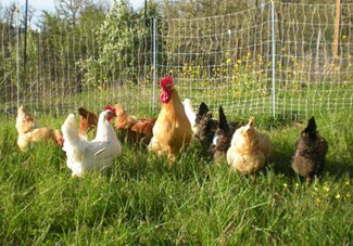 Magnificent Birds: Free-Ranging Chickens, the Threat of Hawks and Choosing Freedom Anyway Image